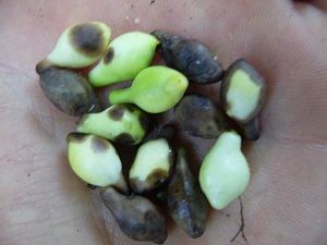 Semance Dirca palustris